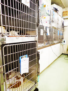 猫専用入院室