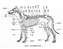 鍼灸療法の効能2