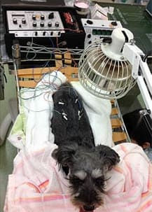 鍼灸療法の最も多い応用例