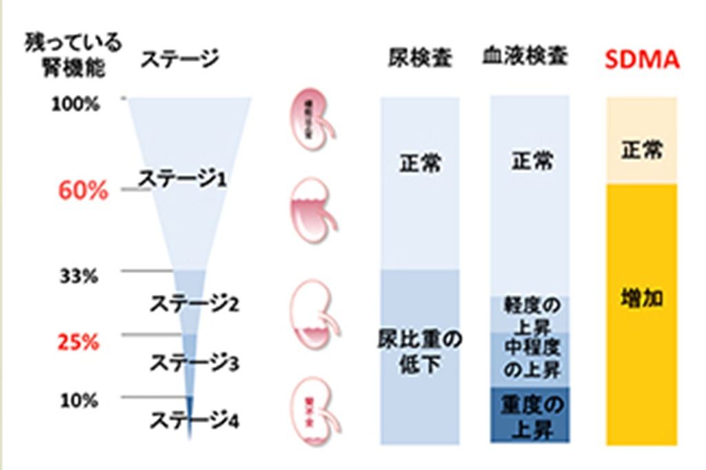 各ステージにおける、尿検査、血液検査、SDMA検査での腎臓病の検出率のグラフ。