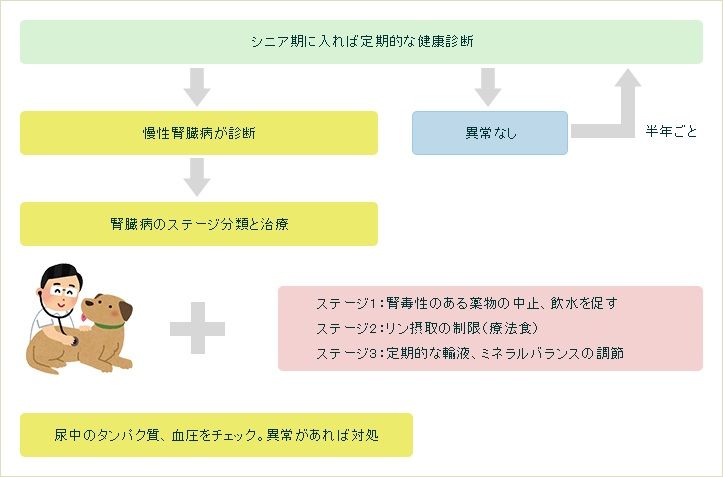 シニア期に入れば定期的な健康診断(異常なしの場合は半年ごとに健康診断を受診)→慢性腎臓病が診断→腎臓病のステージ分類と治療(ステージ1:腎毒性のある薬物の中止、飲水を促す。ステージ2:リン接種の制限(療法食)。ステージ3:定期的な輸液、ミネラルバランスの調節。)→尿中のタンパク質、血圧をチェック。異常があれば対処