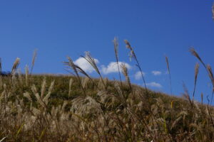 DSC08573